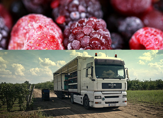 Close up frozen mixed fruits – berries